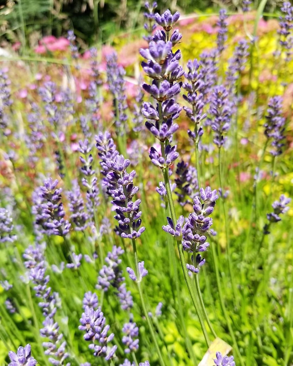 Savoring color in&nbsp;Nature