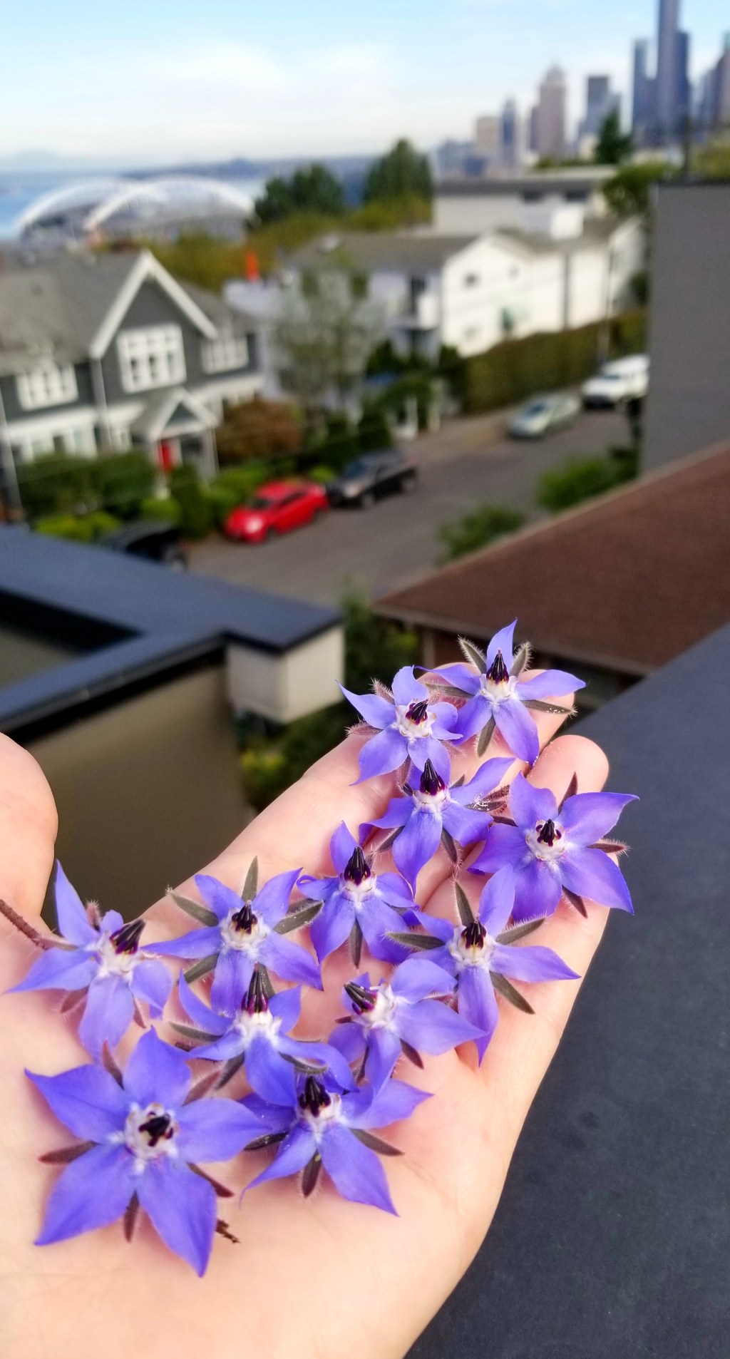 Herb of the month:&nbsp;Borage