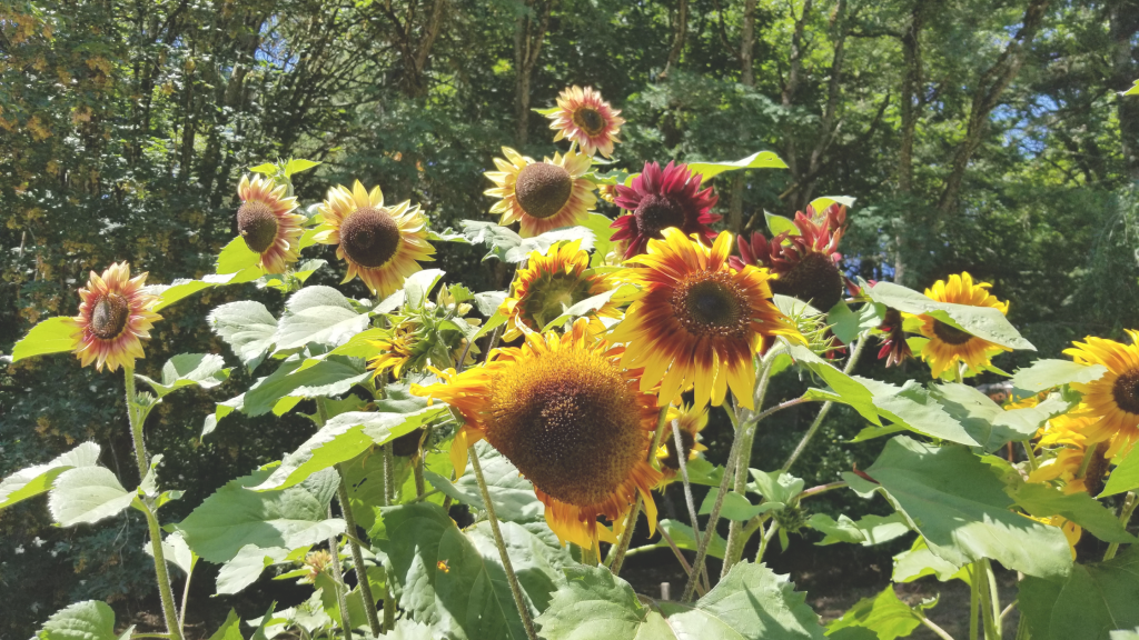 Sunflowers and more in a Portland&nbsp;garden